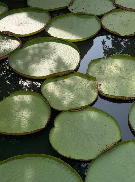 ANKA Herbal Roll on 10 ml